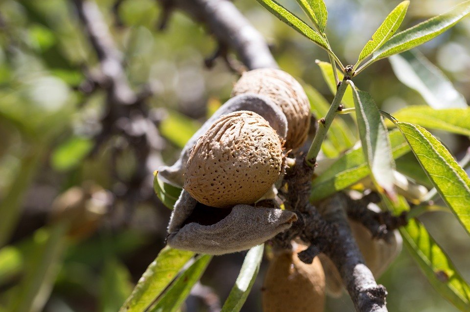 mallorcan almond