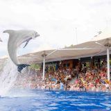 Dolphin show in Marineland