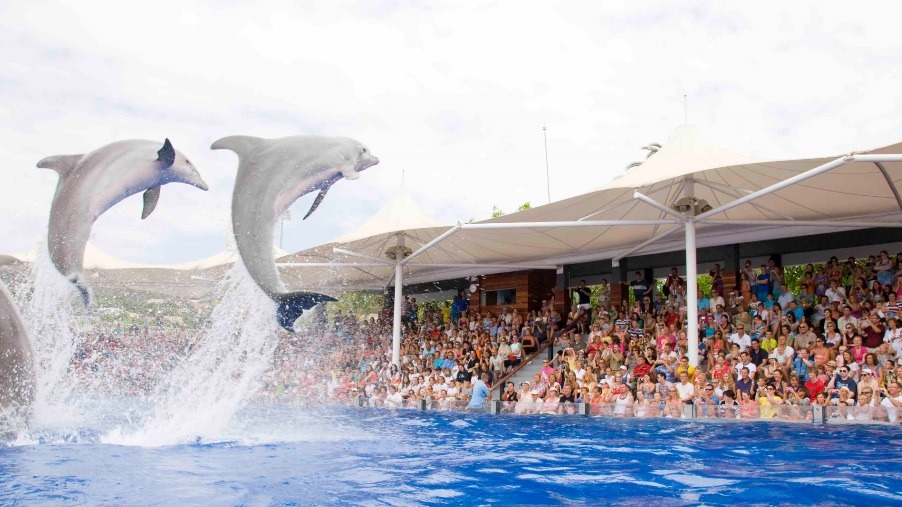 Dolphin show in Marineland