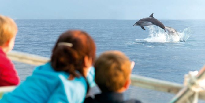 Family spotting on dolphin during boat trip in Alcudia