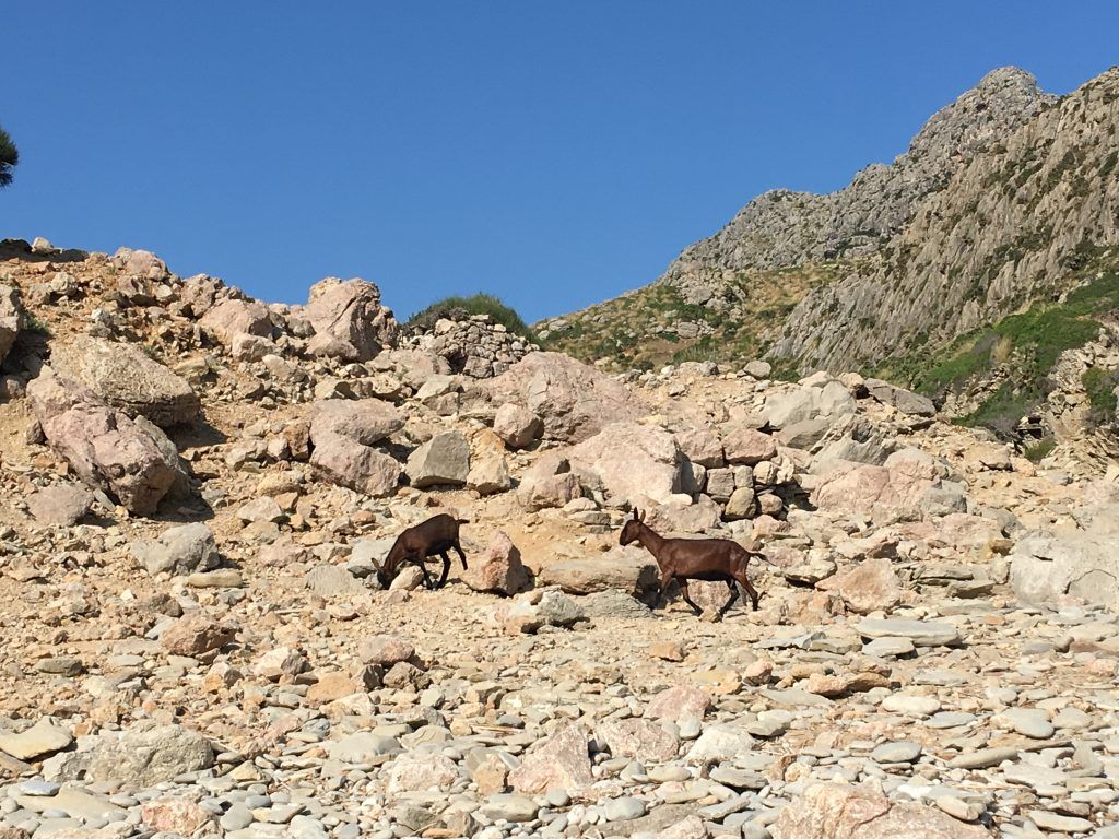 Goats in Cala Boquer
