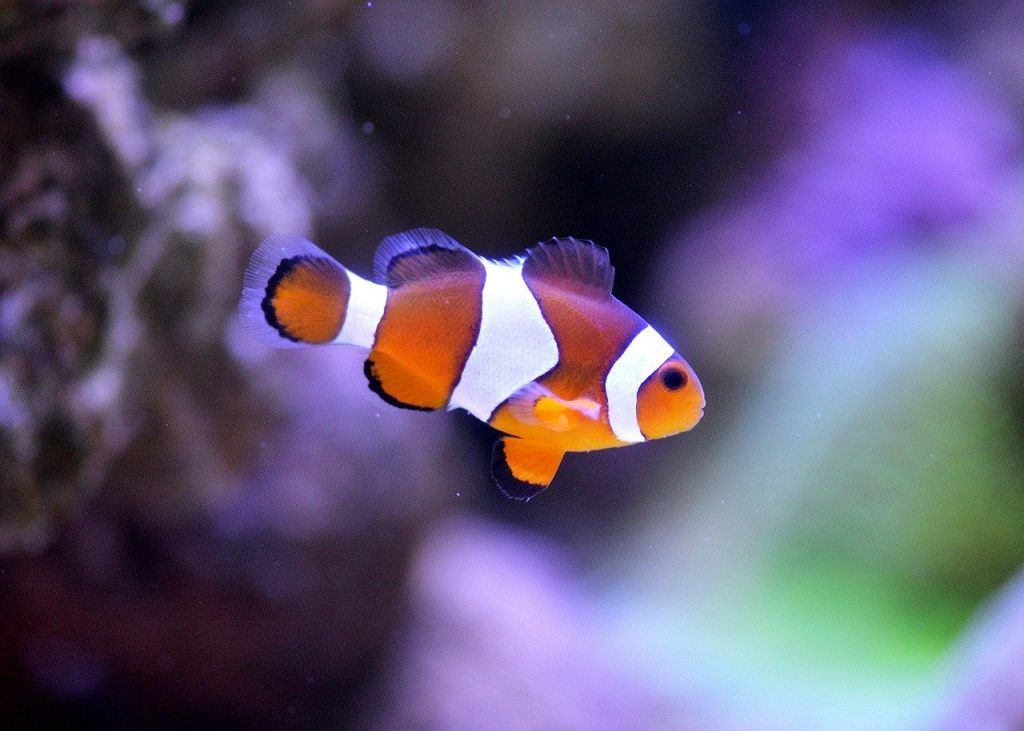 Nemo Fish in Aquarium