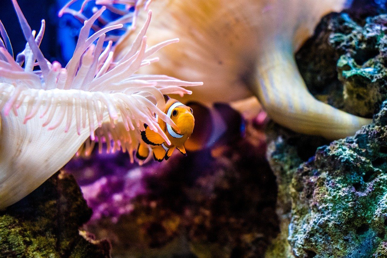 Clown fish in Palma Aquarium in Mallorca