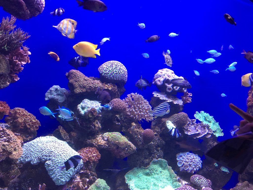 Species in Palma Aquarium
