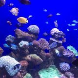 Species in Palma Aquarium