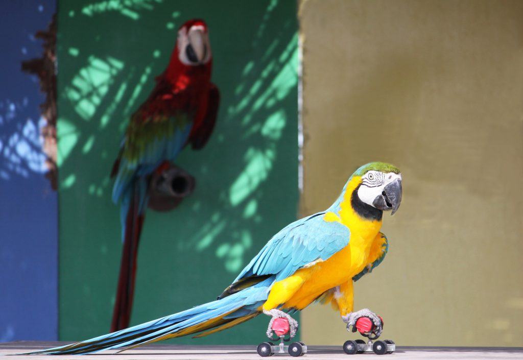 parrot on skates