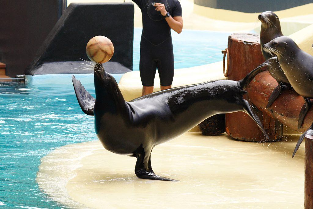 Performing Sealion