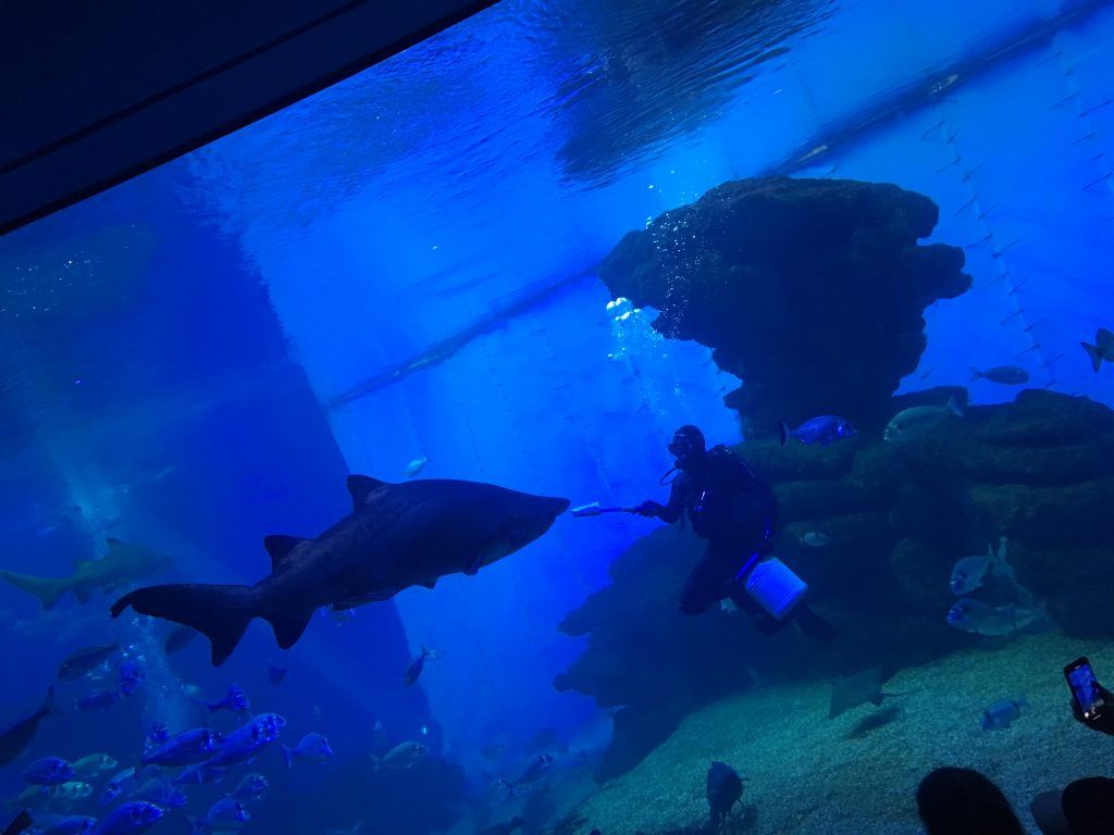 Shark feeding in Palma Aquarium