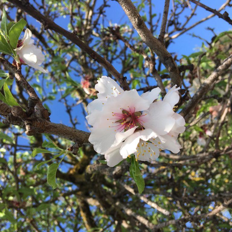 Almond flower in Alcudia Mallorca