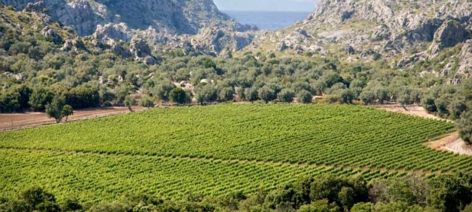 mallorca bodega mortitx