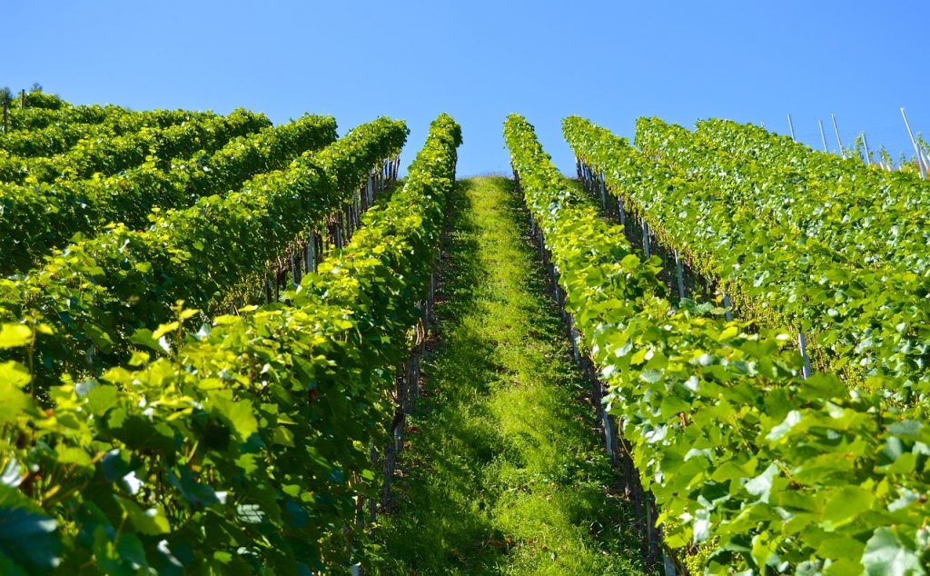 View of the vineyard in Mallorca