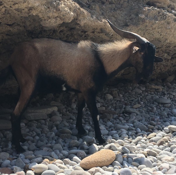 Animals in Mallorca