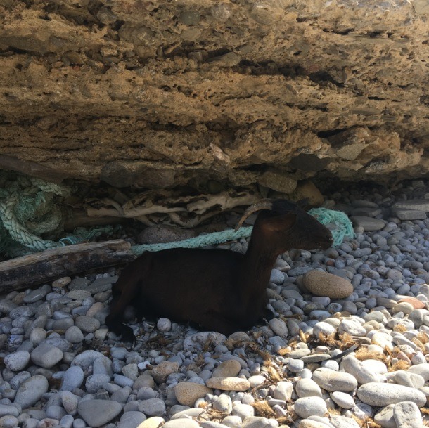 Goat in Cala Figuera