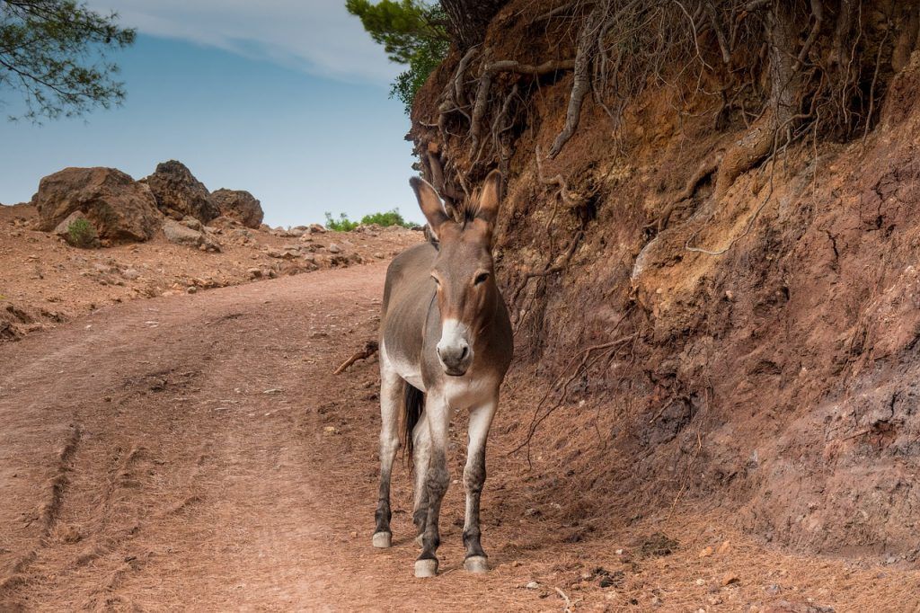 Donkey in Mallorca