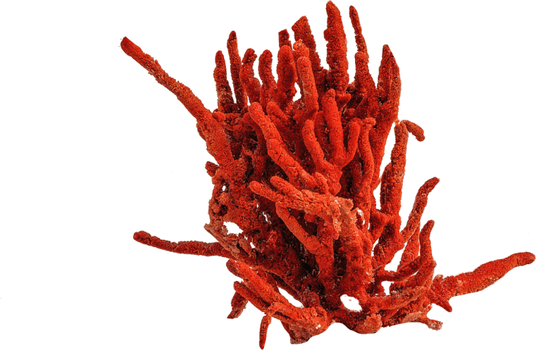 picture of red coral