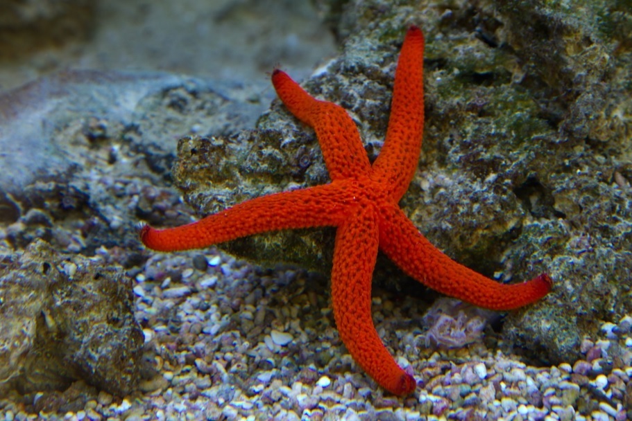 red starfish in the sea