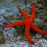 starfish mallorca