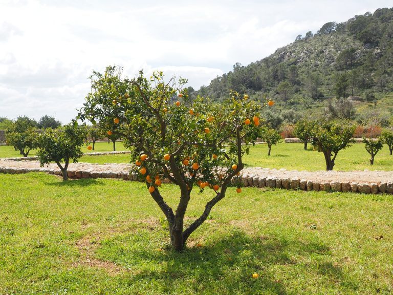 orange trees