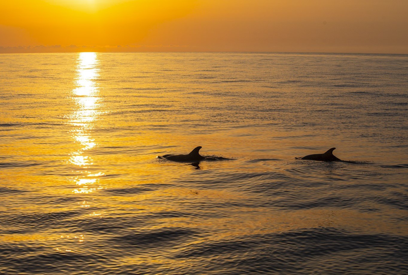 Alcudia:　from　Trip　Dolphin　Watching　54€　at　Sea